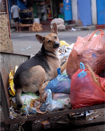 Roaming dogs in Colombo, Sri Lanka